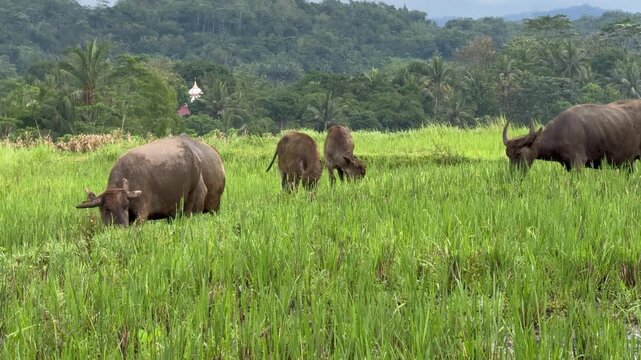 Multiple water buffalos grazing and eating grass peacefully in a rice field. Ideal for nature, farming, and travel themes.
