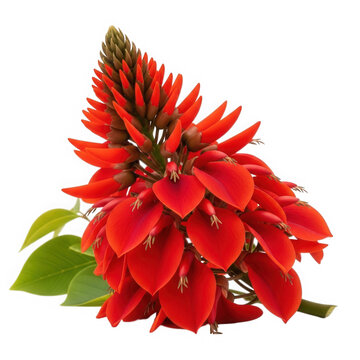 Erythrina cristagalli flower isolated on transparent background