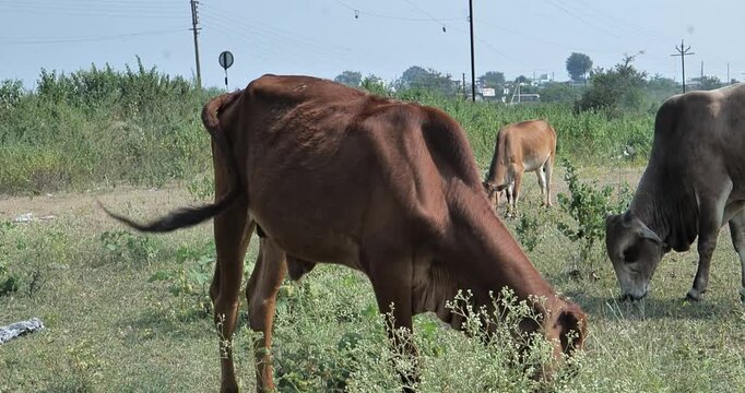 Indian Village Cow Chewing Fodder Peacefully