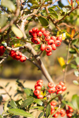Close-up of various plants.