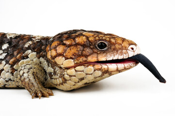 Tannenzapfenechse // Shingleback skink, shingleback lizard (Tiliqua rugosa) - Australien