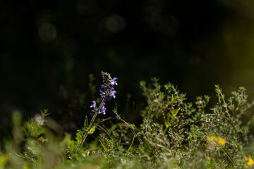 Purple wildflower blooms in a lush green field during midday sunlight