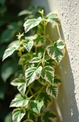 Variegated ivy vine with green and white leaves climbs on textured wall. Sunlight creates shadows on rough surface, highlighting fresh foliage. Natural plant grows outdoors in garden.