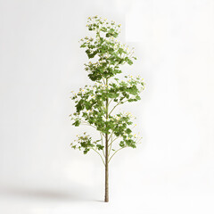 Obraz premium Serene tree of nature: A delicate tree stands tall and proud, showcasing its vibrant green leaves in a moment of pure serenity. Its slender trunk reaches towards the sky.