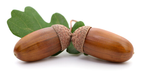 Brown acorns with green oak leaves isolated on white © olhastock