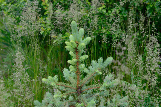 Young spruce tree growing in natural forest environment - Powered by Adobe