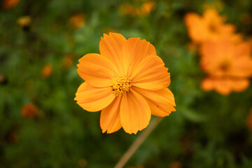 Flowers and plants bring beauty, color, and calm to any space.