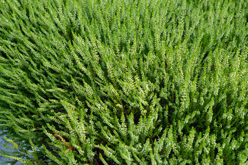 Flowering heather plant bg, white erica flowers or gardener heather pattern