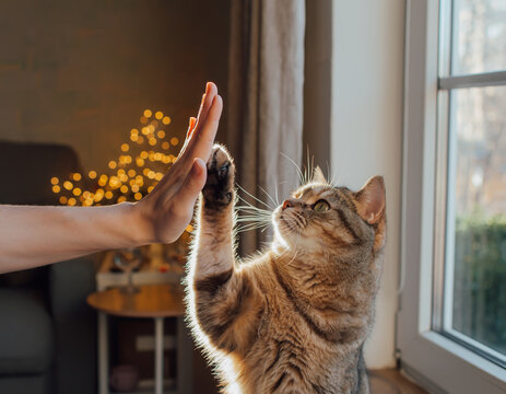 Sunlit window high five with cat and human hand at home - Powered by Adobe