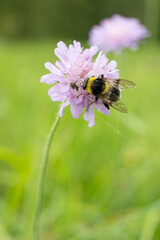 Garden bumblebee pollinates an alpine flower Scabious in summer.