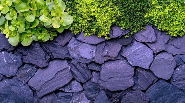 A close-up view shows lush green plants growing above a wall constructed from dark, irregular slate stones.