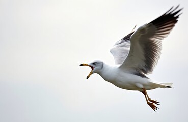 Fototapeta premium A ring billed gull flies with its beak open, appearing to call out loudly. Its wings are spread wide as it prepares to land against a plain, bright sky. The bird shows its yellow beak and sharp eyes.