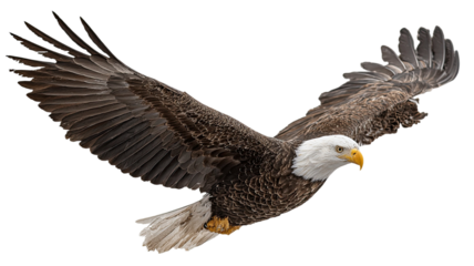 bald eagle in flight on white background