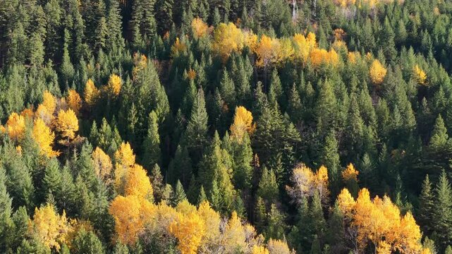 Golden Autumn Foliage in a Lush Evergreen Forest of British Columbia, Canada