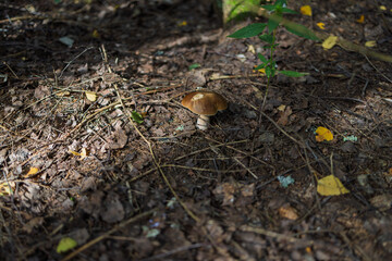 Brown mushroom on forest floor — autumn woodland detail