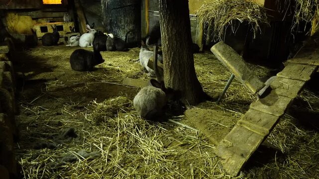 Time lapse from night to early morning of cage free rabbits strolling inside enclosure feeding from barrel food dispensers or relax
