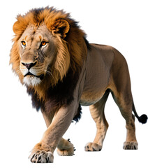 Obraz premium Majestic lion walking with powerful golden mane