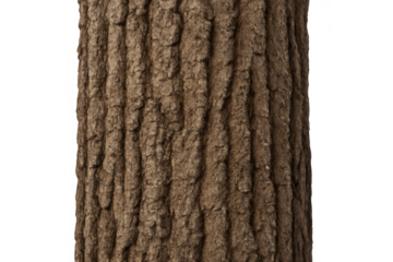 Tree bark texture with rough brown surface providing natural wood background and transparent elements