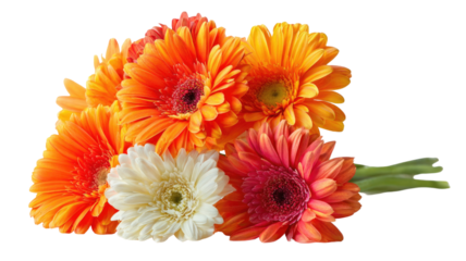 bouquet of flowers on white background  