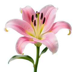 Fototapeta premium Pink lily flower in full bloom with curved petals