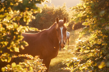 A brown horse stands partly hidden between leafy branches, its head turned toward the camera in...