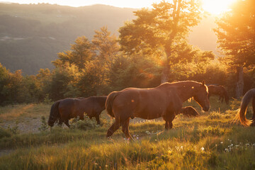 Obraz premium A small herd of brown horses stands in tall grass near trees as warm sunset light shines through branches.