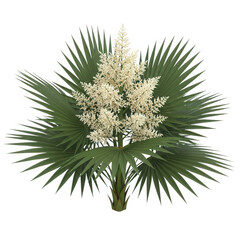 Palm tree with white flowers isolated on transparent background