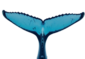 Blue whale tail PNG isolated on transparent background, marine animal caudal fin for ocean conservation and wildlife design