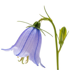 Closeup of a beautiful bluebell flower isolated on transparent background