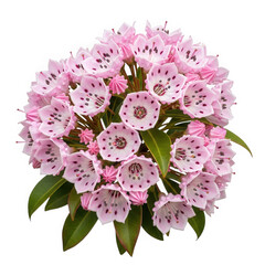 Mountain laurel flower cluster with pink petals isolated on transparent background
