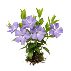 Blooming periwinkle plant with purple flowers isolated on transparent background