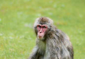 Fototapeta premium Japanese macaque in its natural habitat. Macaca fuscata. 