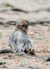 Japanese macaque in its natural habitat. Macaca fuscata.
