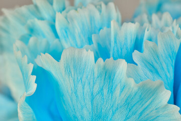 水色の綺麗なカーネーション