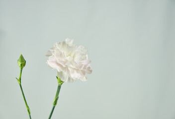 淡いピンクの綺麗なカーネーション