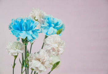 水色と淡いピンクの綺麗なカーネーション