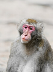 Naklejka premium Japanese macaque in its natural habitat. Macaca fuscata. 