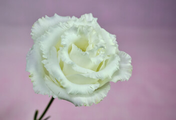 エレガントな白いバラ花の背景