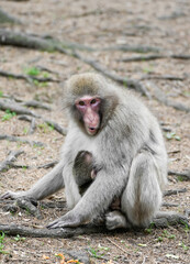 Japanese macaque mother with her young in its natural habitat. Macaca fuscata.
