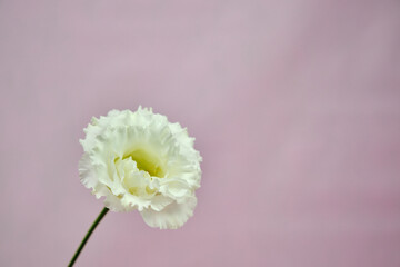 エレガントな白いバラ花の背景