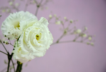 エレガントな白いバラ花の背景