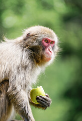Japanese macaque in its natural habitat. Macaca fuscata.
