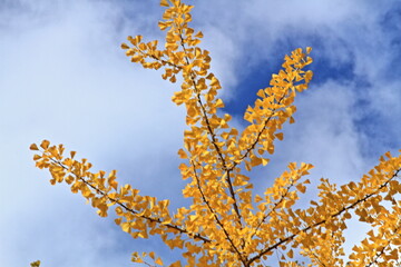 The autumn leaves during this season are beautiful