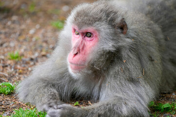 Japanese macaque in its natural habitat. Macaca fuscata.
