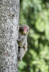 Japanese macaque in its natural habitat. Macaca fuscata.
