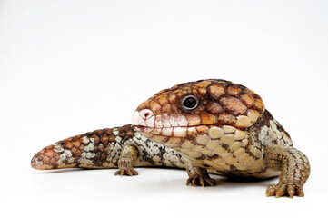 Tannenzapfenechse // Shingleback skink, shingleback lizard (Tiliqua rugosa) - Australien
