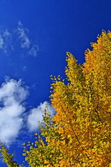 Fototapeta premium The autumn leaves during this season are beautiful