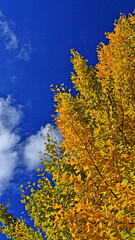 Fototapeta premium The autumn leaves during this season are beautiful