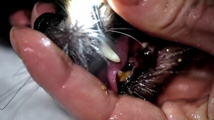 A dedicated veterinarian carefully removes a parasite from a pets mouth while a concerned hand supports the animal. The scene captures compassion and critical care in a clinic setting