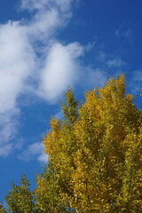 The autumn leaves during this season are beautiful